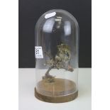 Taxidermy Goldcrest perched on a branch and contained within a Glass Dome, 21cms highq