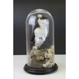 Taxidermy Little Auk contained within a Glass Dome, 32cms high