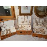 Entomology - Seven Wooden Specimen Boxes containing a collection of British Moths, each box 44cms