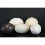 Four Ostrich Eggs and an Emu Egg