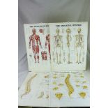 Four ' Anatomical Chart Company ' Medical Illustrations - The Skeleton System, The Muscular