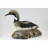 Taxidermy Black Throated Diver laying on a ceramic base in the form of a Rock, 53cms long