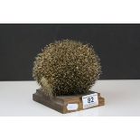 Taxidermy Rolled Up Hedgehog on a Wooden Plinth