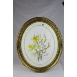 Elizabeth Cooper, Oval Gilt Framed Watercolour Study of Daffodils in Bloom