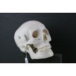 Full Size Model of a Human Skull, 22cms long
