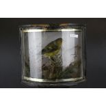 Taxidermy Greenfinch in a Naturalistic Setting in a Bow Fronted Case, 22cms wide