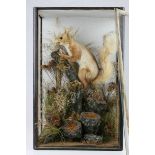 Taxidermy Red Squirrel in a Naturalistic Setting contained in a Display Cabinet (front panel