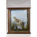 Taxidermy Bird of Prey in a Naturalistic Setting contained in a Display Case, 48cms high