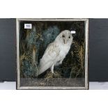 Antique taxidermy cased Barn Owl in a naturalistic setting, 40cms high