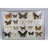 Framed, Glazed and Mounted Twenty Taxidermy Butterflies from Cameron Highlands Malaysia