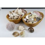 Collection of Assorted Sea Shells