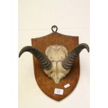 Antelope Skull and Horns mounted on a Wooden Shield