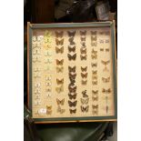 Display Case containing approximately 79 Taxidermy Butterflies, Moths and Dragonflies, all annotated