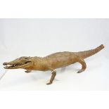 Taxidermy Baby Crocodile / Alligator, 75cms long