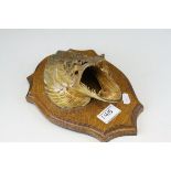 Taxidermy Fish Jaw showing Teeth on Wooden Shield Plinth, 26cms high