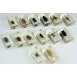 Fourteen insects in blocks, to include scorpion, spider and various beetle varieties (14)