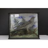 Taxidermy Cuckoo in a Display Case with Naturalistic Setting, 32cms wide x 26cms high