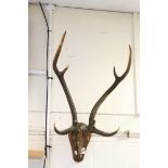 Nine Point Stag Antlers and Skull mounted on a Wooden Plinth, approx. 70cms high