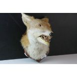 Taxidermy Fox Head mounted on a Wooden Shield Plinth, 30cms high