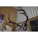 Eleven Point Mounted Stag Antlers and Skull, mounted on an Oak Shield Shaped Plinth with plaque