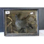 Cased Taxidermy Moor Hen in a Naturalistic Setting, 33cms wide x 25cms high