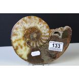 Natural History - Bisected and Polished Ammonite Fossil, 17cms long