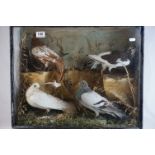 Four Taxidermy Pigeons, mounted in a naturalistic setting within a glass fronted case, 59cms wide