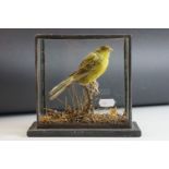 Taxidermy Canary perched on a branch, mounted in a glass cabinet, 19cms wide x 17cms high