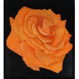 Alan WESTON (British b. 1951) Orange Rose with Dew, Oil on board, Signed lower right, 27.5" x 24" (