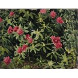Cecil RILEY (British 1917-2015) Rhododendron, Oil on canvas, 9" x 12" (22cm x 30cm), Provenance: W.