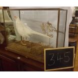 FINE QUALITY STUFFED WHITE ALBINO PHEASANT IN ORIGINAL GLAZED CASE