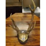 SMALL ROE DEER MOUNTED ANTLERS