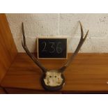 A SET OF SIX POINT MOUNTED ANTLERS