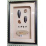 FRAMED & MOUNTED FOSSILS