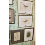 ANTIQUE BIRD PRINT BY THORBURN, WITH TWO MORE AND AN ANTIQUE FLOWER PRINT