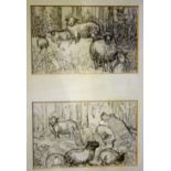 An English School - Drawing of sheep studies - 3.5" x 6" - a pair in one frame