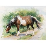 Peter Curling (b.1955) HORSE GRAZING watercolour signed lower right 15.50 by 21in. (39.4 by 53.