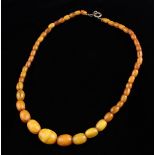 A Butterscotch Egg Yoke Amber Bead Choker strung with graduated ovoid beads 15" (38 cm) in length,
