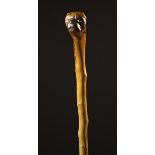 A 19th Century Walking Stick with a knobbly rustic shaft and burr knop handle carved with a