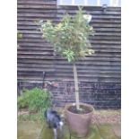 A garden tree in a Deroma pot, 230cm tall