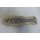 A Fossil fish 23cm long