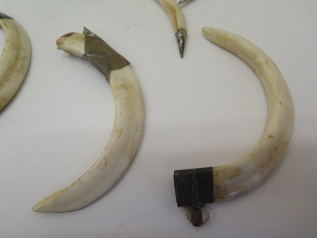 A wild boar tusk and white metal mount necklet, three boar tusk and white metal necklaces and two - Image 3 of 4