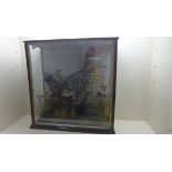A well presented taxidermy early 1900s Golden Wyandotte cockerel. Case size 64cm x 63cm x 24cm.