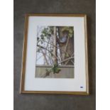 Paul Dawson watercolour, Nuthatch on tree, in a distressed gilt frame, 70cm x 55cm, in good