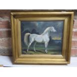 Oil on board of a Grey Arab stallion, signed Hamilton Renwick, in a gilt frame 42cm x 47cm