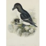 John Gould (1804-1881) Alca Torda (Razorbill); Fratercula Arctica (Atlantic Puffin); Haematopus