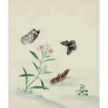 Chinese School, 19th Century Four studies of flowers and butterflies One inscribed A China Rose Each