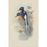 John Gould (1804-1881) Tanysiptera Sylvia (Buff-breasted Paradise Kingfisher) Hand-coloured