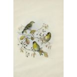 John Gould (1804-1881) Siskins on a branch Numbered 3.37. Watercolour and pencil 51.6 x 33.9cm;
