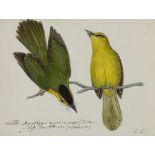 Heinrich Gottlieb Ludwig Reichenbach (1793-1879) Eleven ornithological studies Each inscribed with